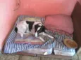 Neguinha