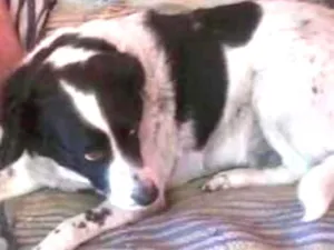 Cachorro raça SRD idade 6 ou mais anos nome Neguinha