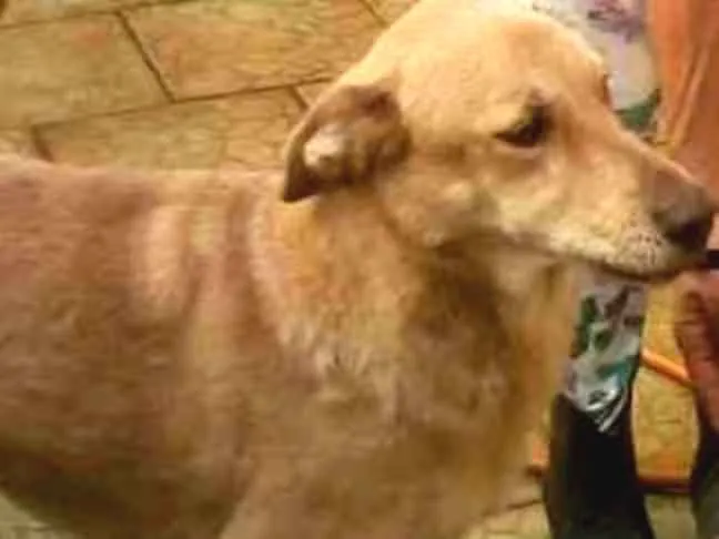 Cachorro ra a SRD idade 5 anos nome Darah Maria