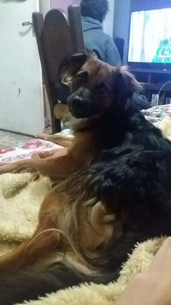 Cachorro ra a Vira lata  idade 2 anos nome Tob