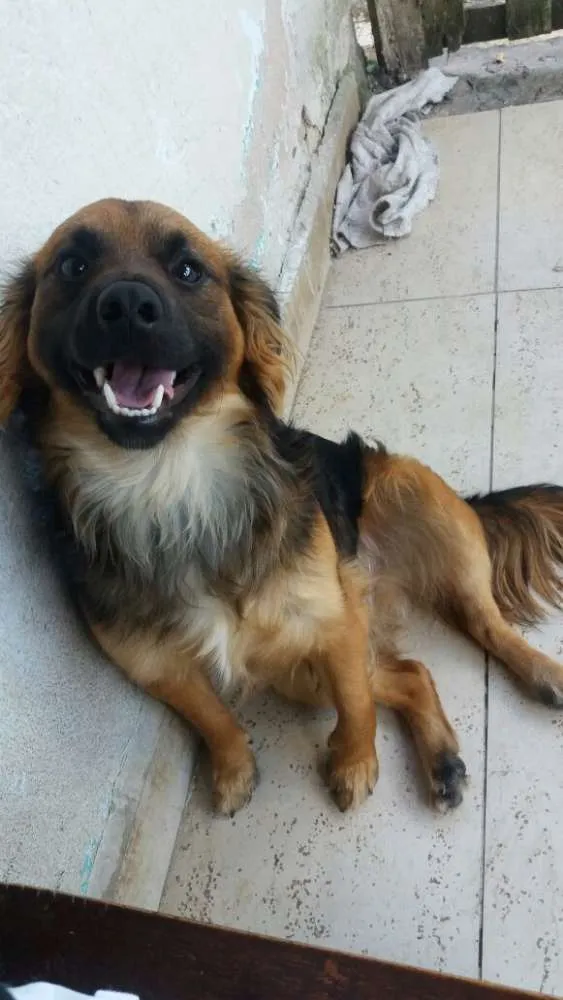 Cachorro ra a Vira lata  idade 2 anos nome Tob