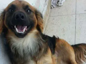 Cachorro raça Vira lata  idade 2 anos nome Tob