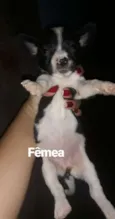 Cachorro