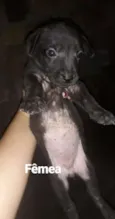 Cachorro raça  idade Abaixo de 2 meses nome Cachorro