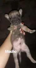 Cachorro raça  idade Abaixo de 2 meses nome Cachorro