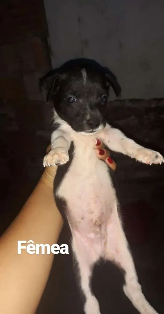 Cachorro raça  idade Abaixo de 2 meses nome Cachorro