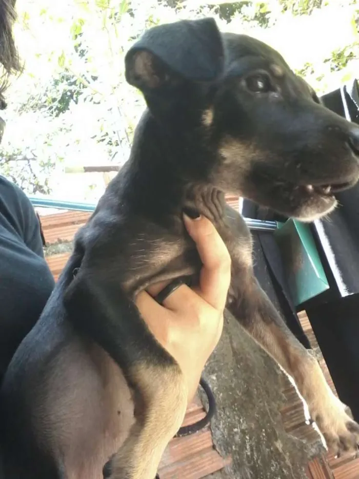 Cachorro ra a Vira lata idade 2 a 6 meses nome Não definido