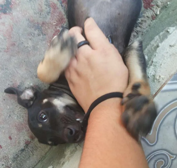 Cachorro ra a Vira lata idade 2 a 6 meses nome Não definido