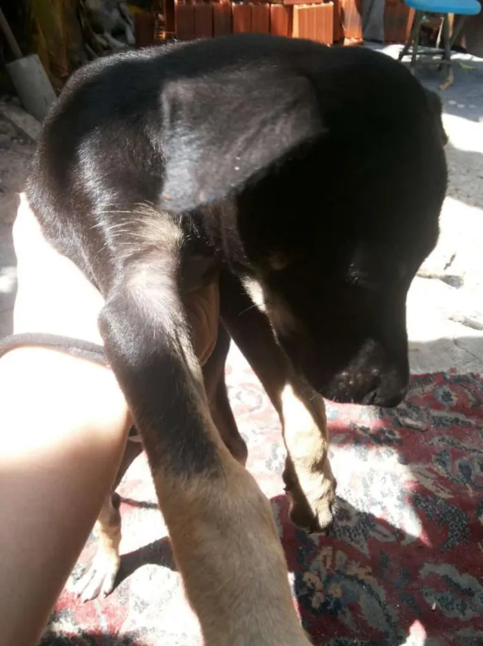 Cachorro ra a Vira lata idade 2 a 6 meses nome Não definido