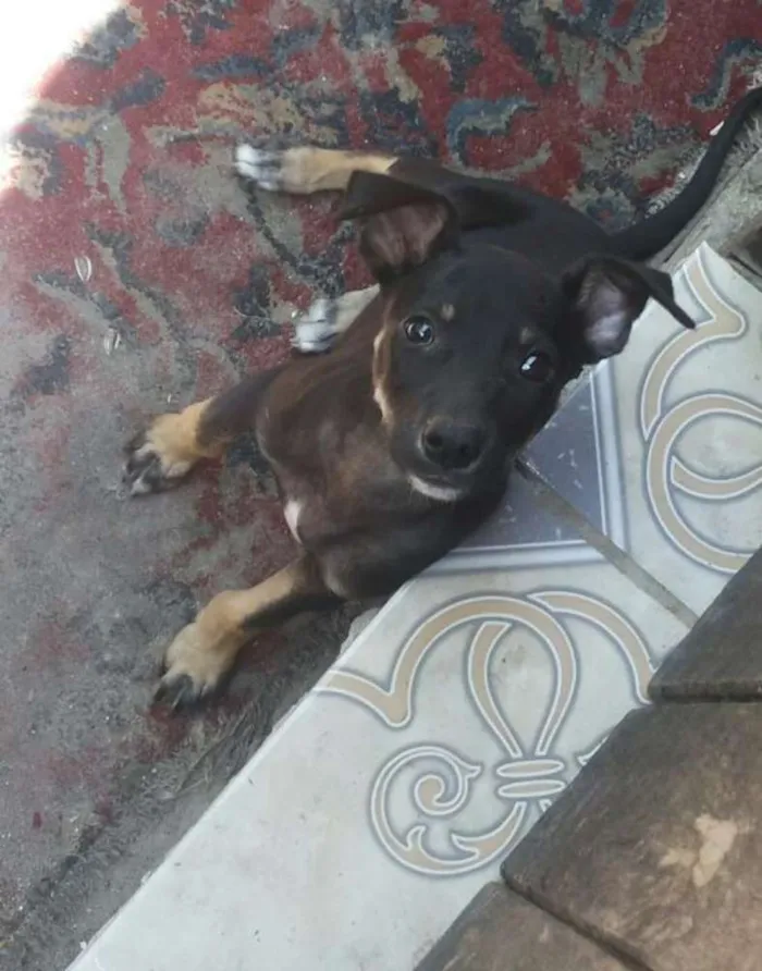 Cachorro ra a Vira lata idade 2 a 6 meses nome Não definido