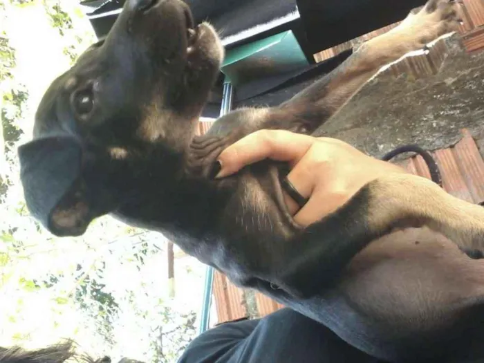 Cachorro ra a Vira lata idade 2 a 6 meses nome Não definido