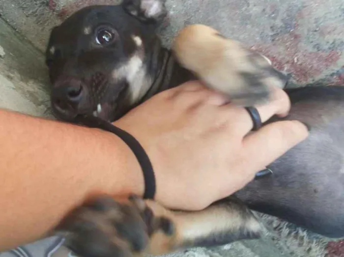 Cachorro ra a Vira lata idade 2 a 6 meses nome Não definido