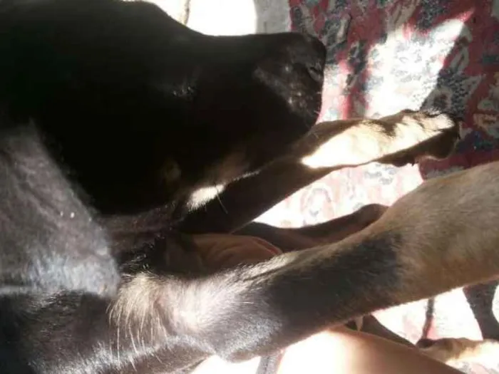 Cachorro ra a Vira lata idade 2 a 6 meses nome Não definido