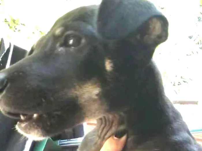 Cachorro ra a Vira lata idade 2 a 6 meses nome Não definido