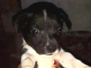 Cachorro raça  idade Abaixo de 2 meses nome Cachorro