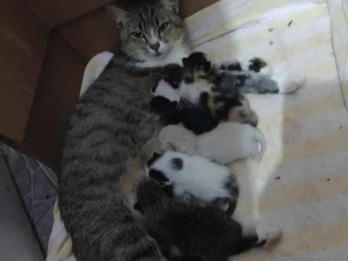 Gato ra a Vira lata idade 2 a 6 meses nome Sem nome