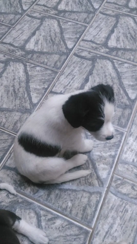 Cachorro ra a Vira-lata  idade Abaixo de 2 meses nome Amendoim 