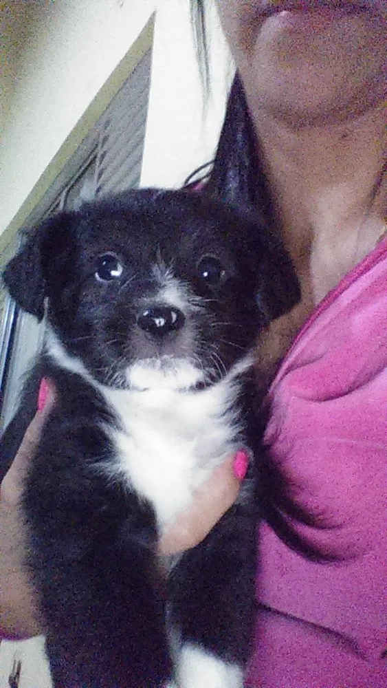 Cachorro ra a Vira-lata  idade Abaixo de 2 meses nome Princesa