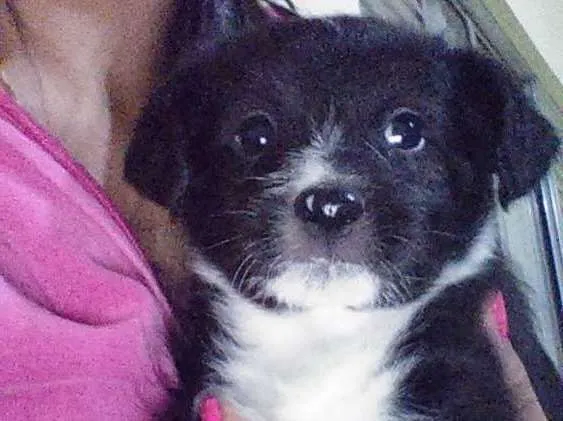 Cachorro ra a Vira-lata  idade Abaixo de 2 meses nome Princesa