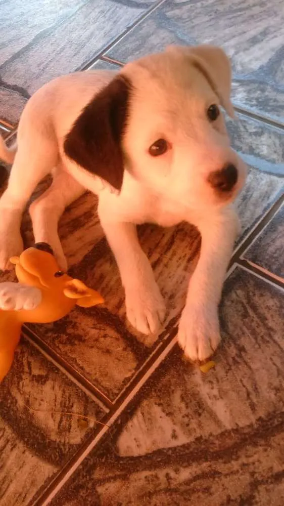 Cachorro ra a Vira-lata  idade Abaixo de 2 meses nome Sem nome