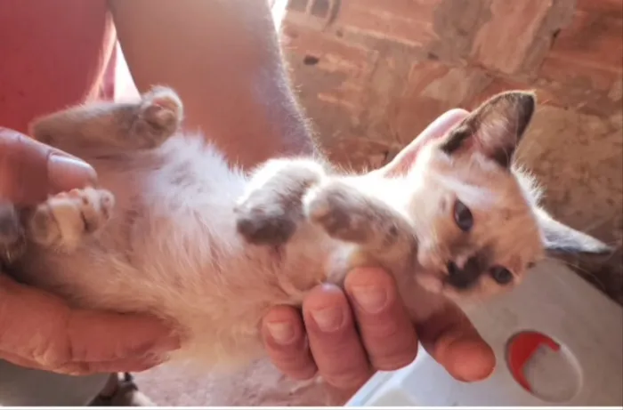 Gato ra a Siamesa  idade 2 a 6 meses nome Meg 