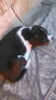 Barbudinho 
