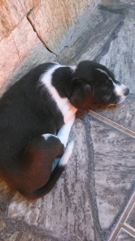Cachorro ra a Vira lata  idade Abaixo de 2 meses nome Barbudinho 