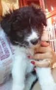 Peludo 