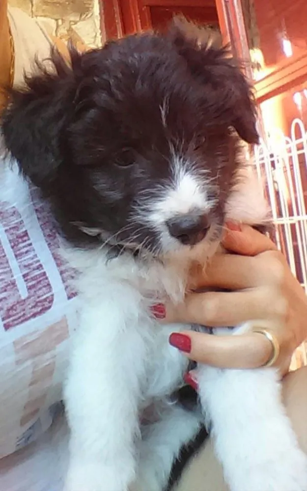 Cachorro ra a Vira-lata  idade Abaixo de 2 meses nome Peludo 