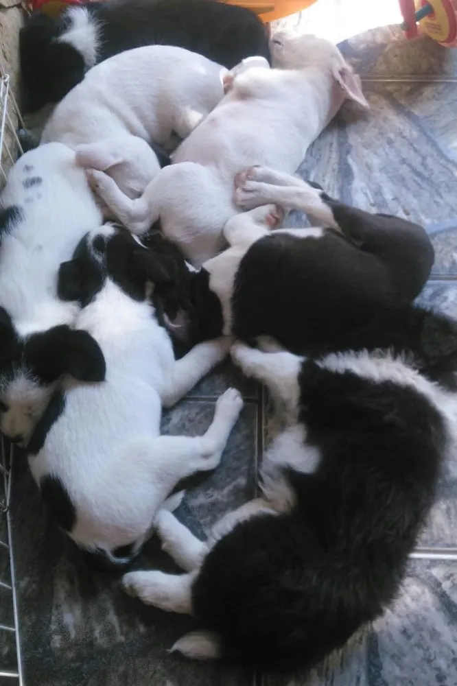 Cachorro ra a Vira-lata  idade Abaixo de 2 meses nome Vira latinhas fofos 