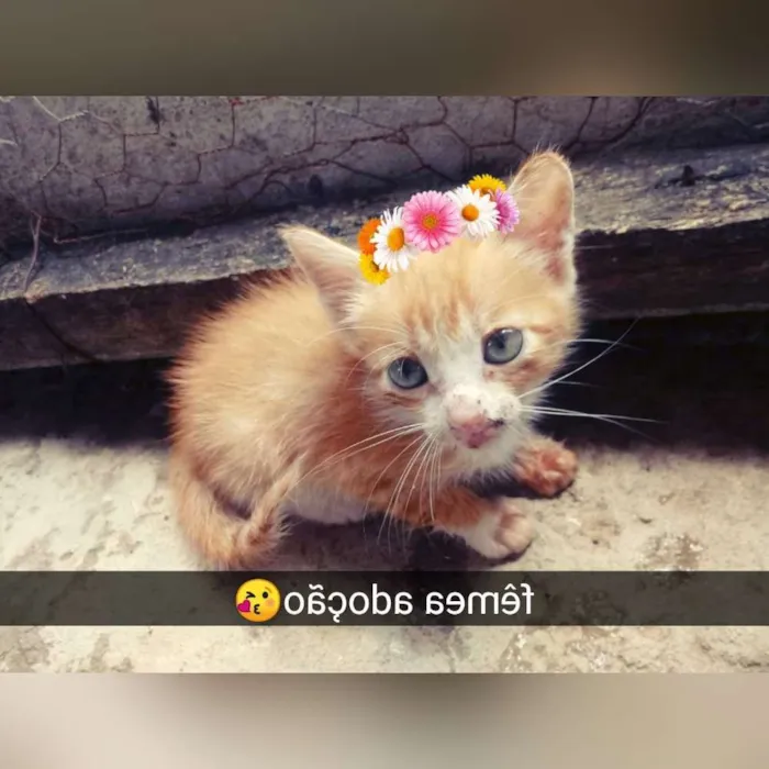Gato raça Srd idade Abaixo de 2 meses nome Filhote