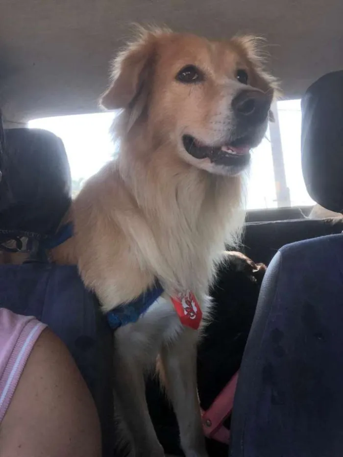 Cachorro ra a SRD vira lata idade 2 anos nome Gomes
