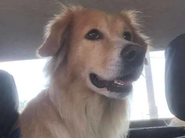 Cachorro ra a SRD vira lata idade 2 anos nome Gomes