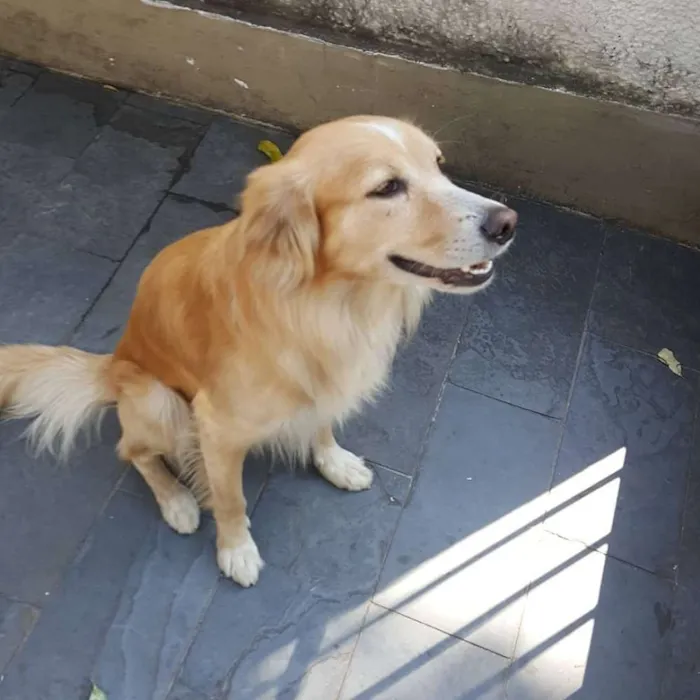 Cachorro ra a SRD vira lata idade 2 anos nome Gomes