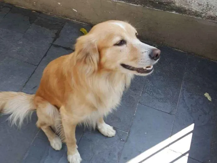Cachorro ra a SRD vira lata idade 2 anos nome Gomes