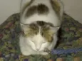 Fafy