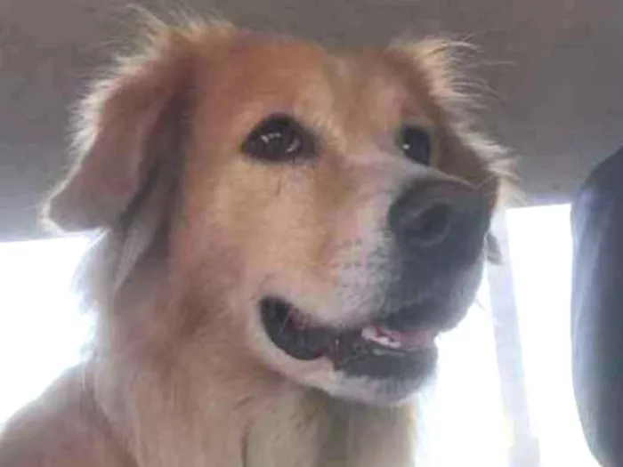 Cachorro ra a SRD vira lata idade 2 anos nome Gomes