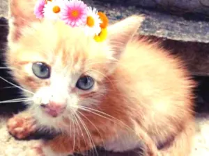 Gato raça Srd idade Abaixo de 2 meses nome Filhote