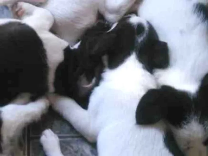 Cachorro ra a Vira-lata  idade Abaixo de 2 meses nome Vira latinhas fofos 