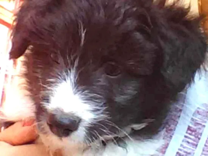 Cachorro ra a Vira-lata  idade Abaixo de 2 meses nome Peludo 