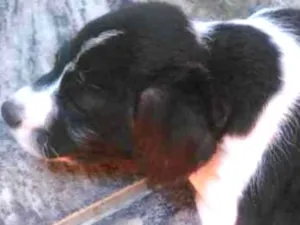 Cachorro raça Vira lata  idade Abaixo de 2 meses nome Barbudinho 