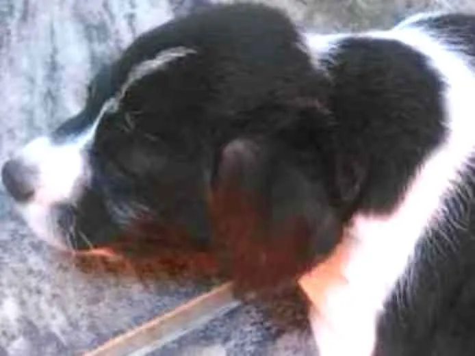 Cachorro ra a Vira lata  idade Abaixo de 2 meses nome Barbudinho 