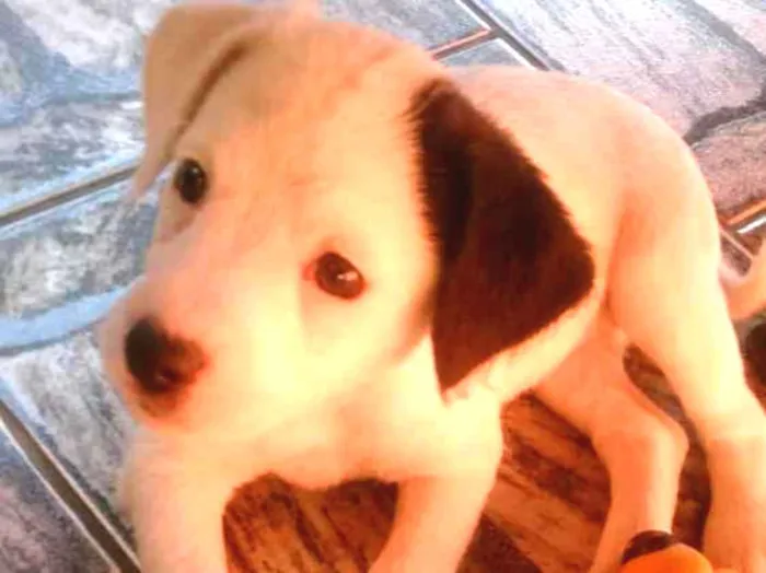 Cachorro ra a Vira-lata  idade Abaixo de 2 meses nome Sem nome