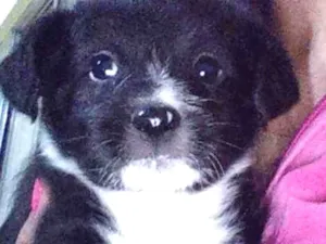 Cachorro raça Vira-lata  idade Abaixo de 2 meses nome Princesa