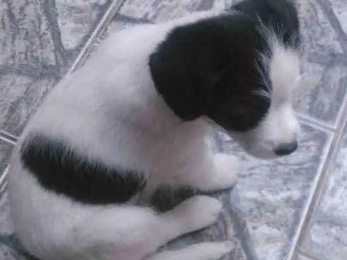 Cachorro ra a Vira-lata  idade Abaixo de 2 meses nome Amendoim 