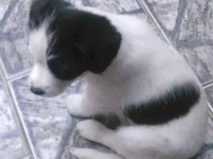 Cachorro raça Vira-lata  idade Abaixo de 2 meses nome Amendoim 