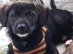 Cachorro raça Srd idade 2 a 6 meses nome Kiron
