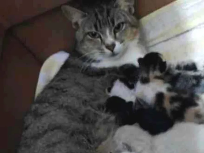 Gato ra a Vira lata idade 2 a 6 meses nome Sem nome