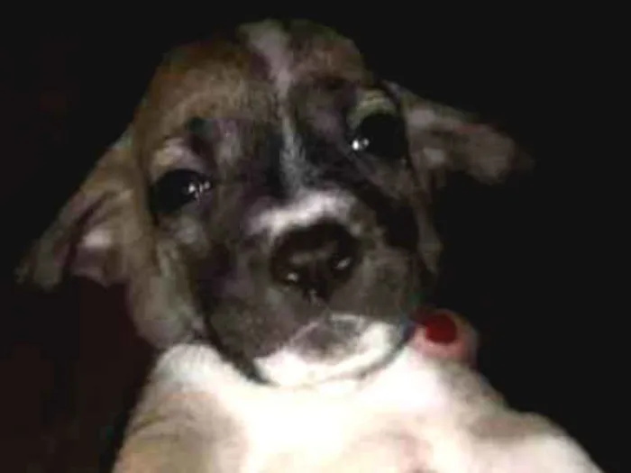 Cachorro raça  idade Abaixo de 2 meses nome Cachorro