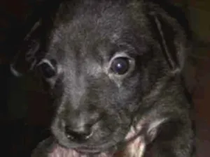 Cachorro raça  idade Abaixo de 2 meses nome Cachorro